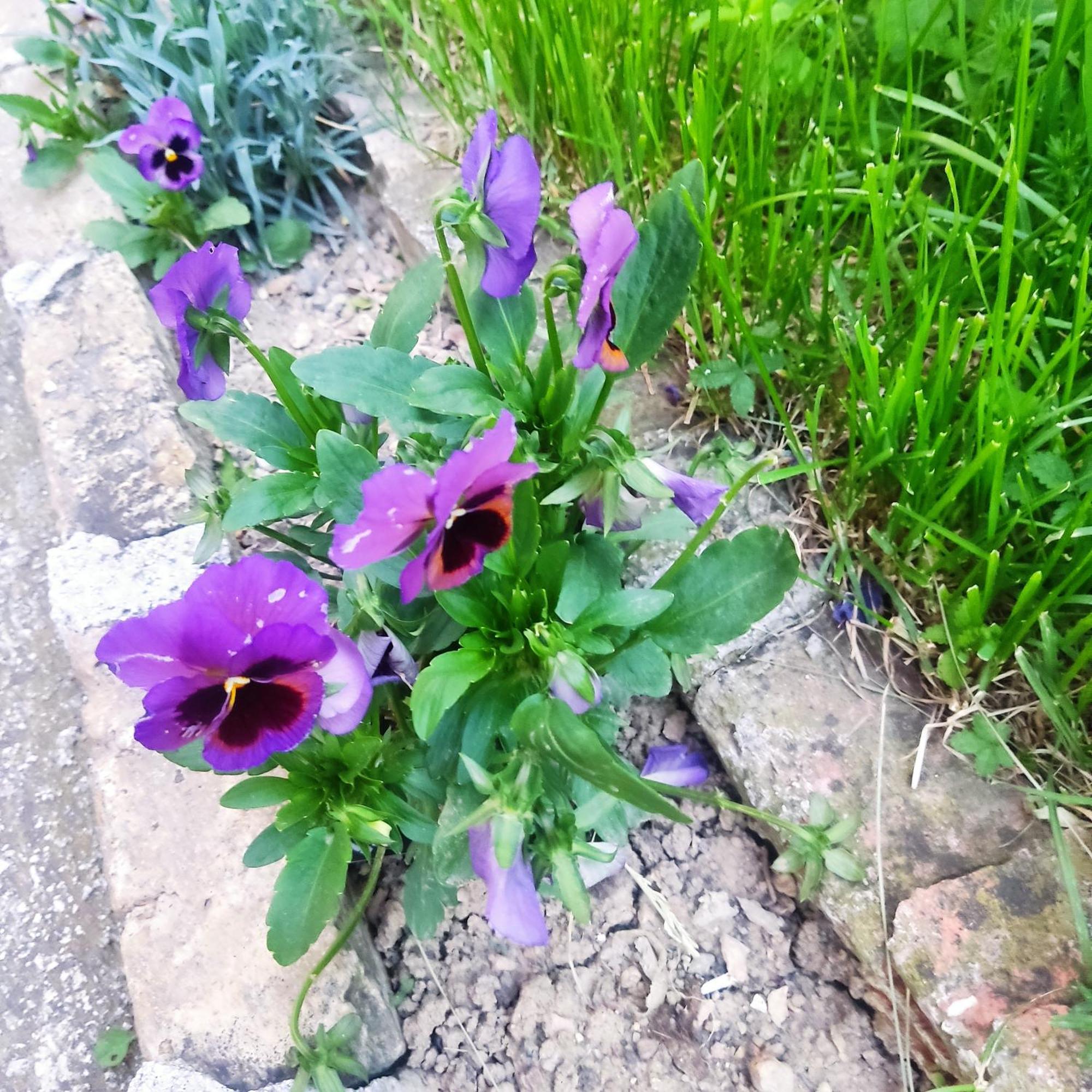 Apartman House Annesa Saraybosna Dış mekan fotoğraf